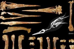 Hóa thạch chim cánh cụt. (Nguồn: Internet)