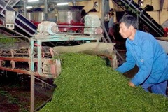 Chế biến chè xuất khẩu tại Công ty Cổ phần Hùng An (Hà Giang). (Ảnh: Đình Huệ/TTXVN)