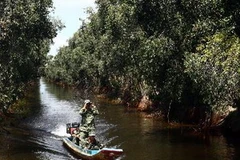 Tuần tra bảo vệ diện tích rừng tràm phòng hộ. (Ảnh: Trọng Đức/TTXVN)