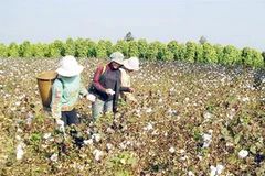 Ảnh minh họa. (Nguồn: Internet)