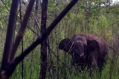 Voi rừng bị mắc bẫy. (Ảnh: Việt Dũng/Vietnam+)