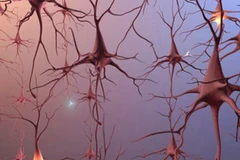 Ảnh chỉ mang tính minh họa. (Nguồn: Internet)