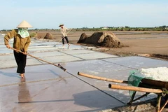 Đất làm muối được miễn thuế sử dụng đất nông nghiệp. (Ảnh: Huy Hùng/TTXVN)