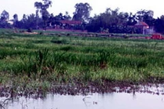 Ruộng đất bị bỏ hoang vì dự án phá sản. (Nguồn: Laodong.com.vn)