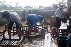 (Ảnh minh họa: Phạm Thị Huế/TTXVN)