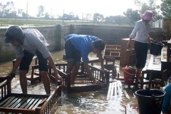 (Ảnh minh họa: Phạm Thị Huế/TTXVN)