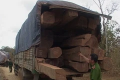 Xe chở gỗ lậu bị bắt giữ. (Ảnh: V.Dũng/Vietnam+)