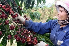 Thu hoạch càphê. (Ảnh: Trần Lê Lâm/TTXVN)