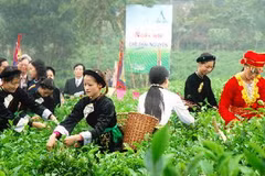 Thi hái chè trong ngày hội chè Thái Nguyên. (Ảnh: Minh Hải/TTXVN)