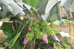 (Ảnh: Trương Văn Quân/Vietnam+)