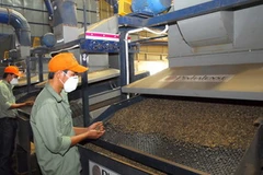 Chế biến càphê nhân tại Đắk Lắk. (Ảnh: Hồng Kỳ/TTXVN)