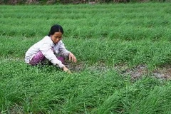 Nông dân vùng cát Hải Lăng (Quảng Trị) chăm sóc ruộng ném. (Ảnh: Hồ Cầu/TTXVN)