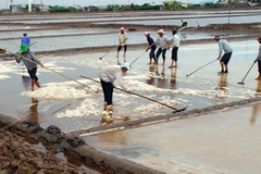 Muối tại xã Điền Hải, huyện Đông Hải bị thiệt hại do mưa trái mùa. (Ảnh: Phan Thanh Cường/TTXVN)
