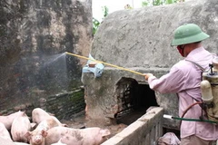 Phun thuốc tiêu độc, khử trùng chuồng trại chăn nuôi lợn. (Ảnh: Hoàng Mạnh Hùng/TTXVN) 