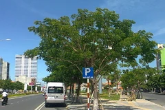 Đường phố Đà Nẵng. (Nguồn: baodanang.vn)