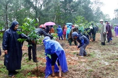 Đông đảo cán bộ, nhân dân, học sinh ở huyện Triệu Phong, Quảng Trị trồng cây trong ngày phát động. (Ảnh: Hồ Cầu/TTXVN)
