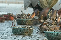 Thu hoạch ngao. (Nguồn: Dân Trí)