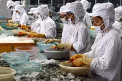 Chế biến tôm đông lạnh tại Công ty xuất nhập khẩu thủy sản Thanh Hóa. (Ảnh: Đình Huệ/TTXVN)