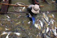 Thu hoạch cá tra tại Đồng Tháp. (Ảnh: Anh Đăng/TTXVN)