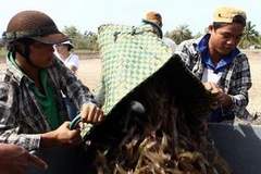 Thu hoạch nuôi tôm công nghiệp tại huyện Đầm Dơi, tỉnh Cà Mau. (Ảnh: Duy Khương/TTXVN)