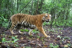 Ảnh minh họa. (Nguồn: Internet)