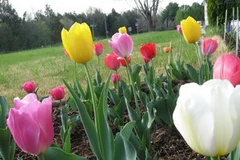 Ảnh minh họa. (Nguồn: Internet)