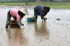 (Ảnh minh họa: Anh Tuấn/TTXVN.)