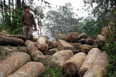 Rừng Võ Nhai đang bị tàn phá. (Nguồn: Vnmedia)