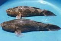 Cà Mau: Cá bống tượng rớt giá, thất thu hàng tỷ đồng