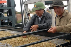 Lắp ráp, đưa vào hoạt động thiết bị chế biến cà phê ướt tại huyện Chư P Rông, tỉnh Gia Lai. (Ảnh: Sỹ Huynh/TTXVN)