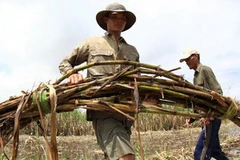 Thu hoạch mía chạy lũ tại Hậu Giang. (Ảnh: Duy Khương/TTXVN)