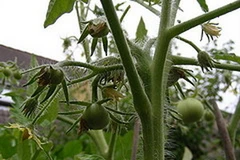 Ảnh minh họa. (Nguồn: Internet)