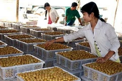 Đóng hộp nhãn tiêu Huế xuất khẩu sang thị trường Trung Quốc. (Ảnh: Đình Huệ/TTXVN)