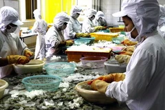 Chế biến tôm đông lạnh tại xuất khẩu. (Ảnh: Đình Huệ/TTXVN)