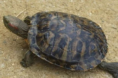 Rùa tai đỏ. (Ảnh: Nguyễn Trình-Quốc Thắng/TTXVN)