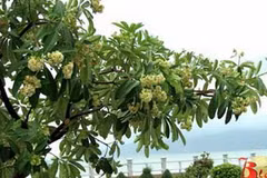 Ảnh minh họa. (Nguồn: Internet)