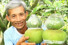 Bưởi hồ lô tại Hậu Giang. (Ảnh: Duy Khương/TTXVN)