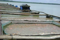 Ảnh minh họa. (Nguồn: Internet)