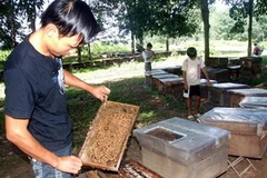 Nuôi ong mật. (Ảnh: Trần Lê Lâm/TTXVN)