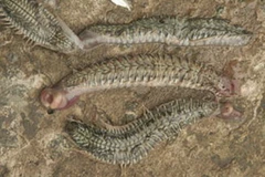 Sâu biển xuất hiện và gây hại nhiều năm nay tại vùng biển Kiên Giang. (Nguồn: Thanh Niên)