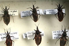 Các mẫu bọ xít hút máu. (Nguồn: bee.net.vn)