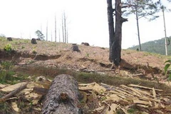 Ảnh minh họa. (Nguồn: Internet)