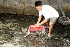 Nuôi cá lóc cho hiệu quả kinh tế cao tại Quảng Xương, Thanh Hóa. (Ảnh: Trần Việt/TTXVN)