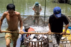 Thu hoạch cá tra nguyên liệu tại Hậu Giang. (Ảnh: Duy Khương/TTXVN)