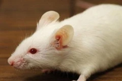 Ảnh minh họa. (Nguồn: Internet)