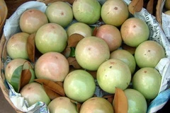 (Ảnh minh họa: Internet)