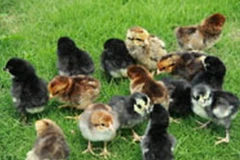 (Nguồn: giacambinhminh.com.vn)