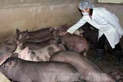 (Ảnh minh họa: Đình Huệ/TTXVN)