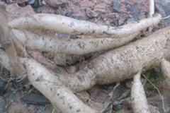 Sâm dây tươi. (Nguồn: VOV)