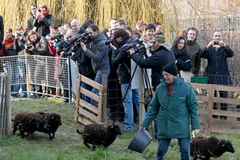 Cừu làm nhiệm vụ cắt cỏ tại Paris. (Nguồn: Reuters)